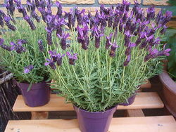 Highlight for album: Petra 50 jaar